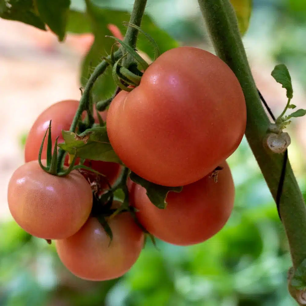 Seminte-Tomate-HTP-11-F1-natura-1 HTP 11 F1 - imagine 1