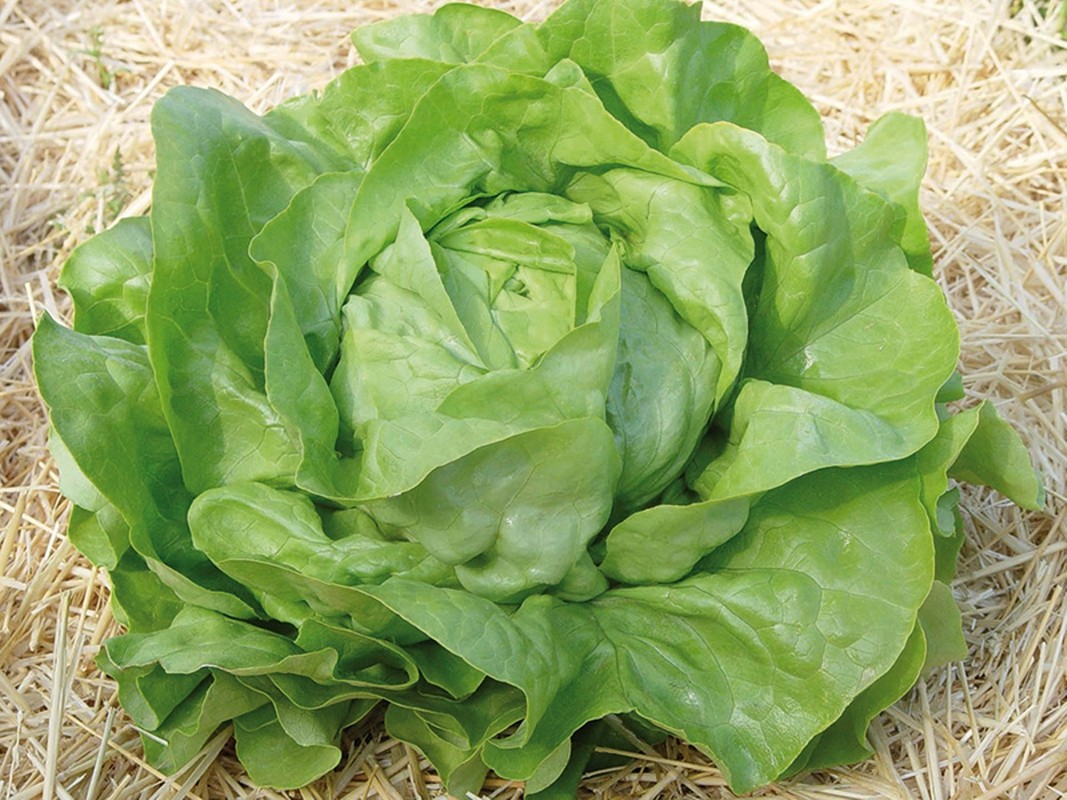 seminte-salata-touareg-f1-seminis-1000-seminte Touareg F1 Drajata - imagine 1