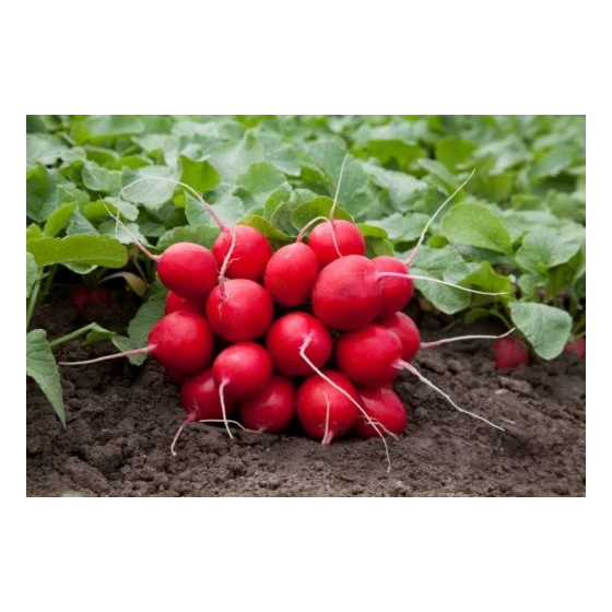 valerie Valerie F1 - imagine 1