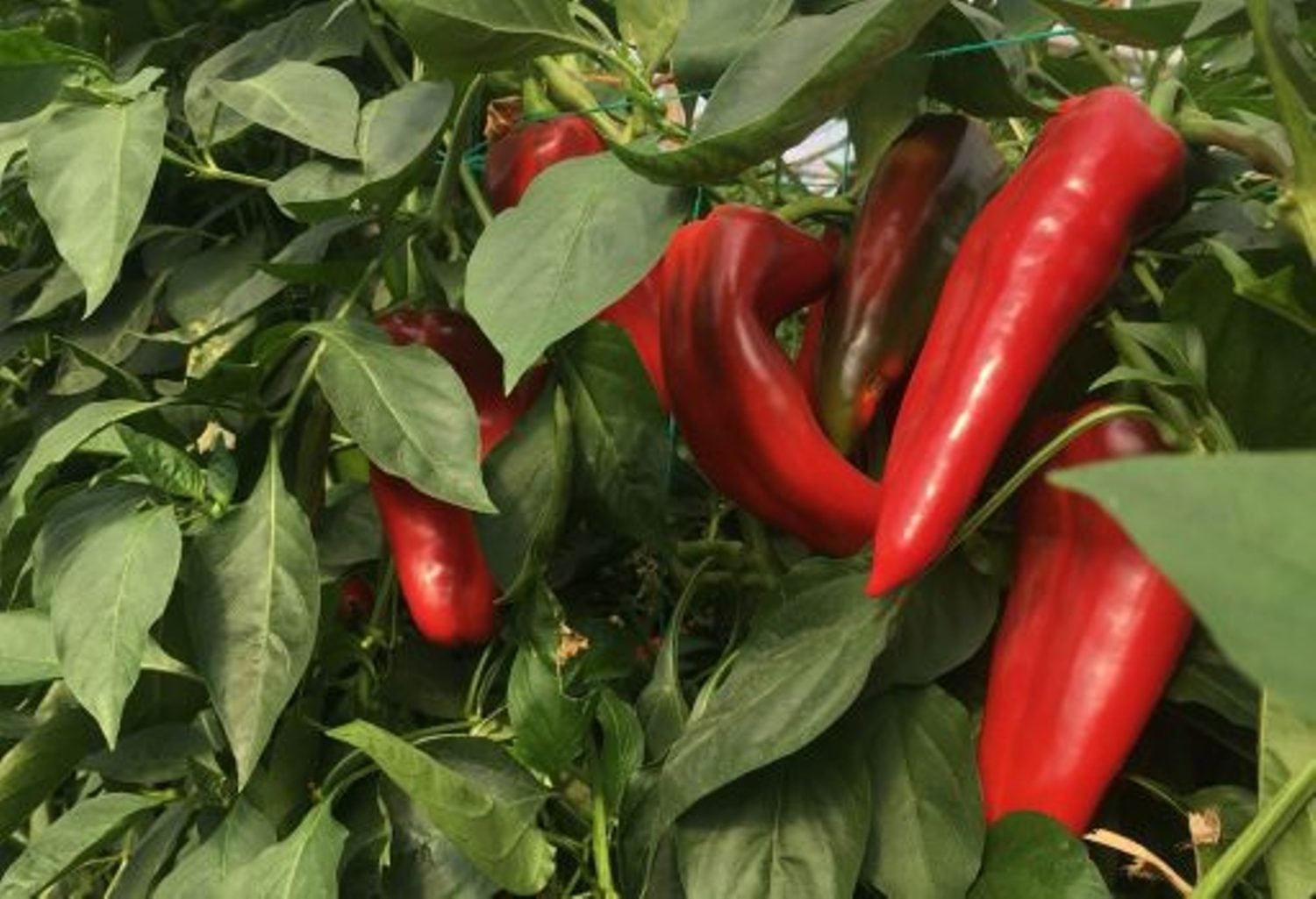 vitalica-1 Vitalica F1 - imagine 1