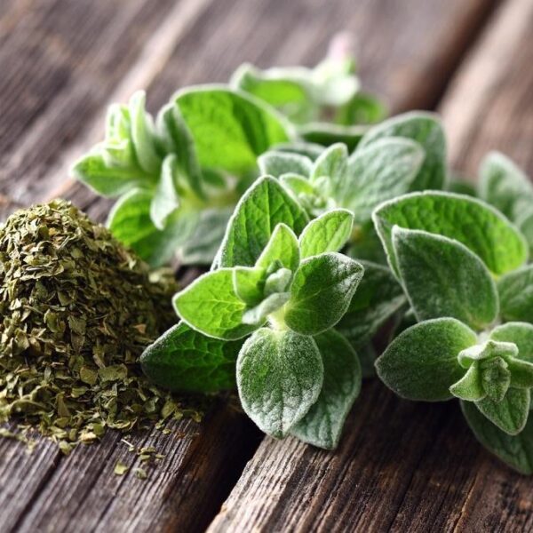 Seminte Oregano