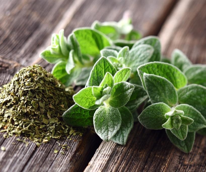 41c6c1170f880f2cc7082272e74c75f6b702854b_1024_682 Seminte Oregano - imagine 1