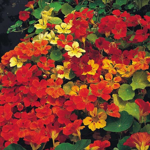 Seminte Condurul doamnei melanj