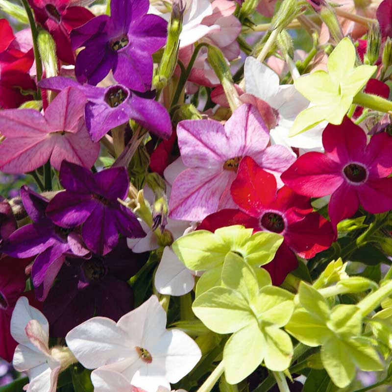 nicotiana-alata-dwarf-tinkerbells-f2-mixture-1 Seminte Regina noptii melanj - imagine 1