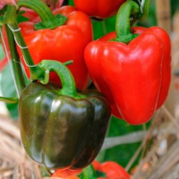 yolo-wonder-10-gr-seminte-de-ardei-gras-yolo-wonder-pop-vriend-olanda~2521 Seminte de ardei gras Yolo Wonder - imagine 1