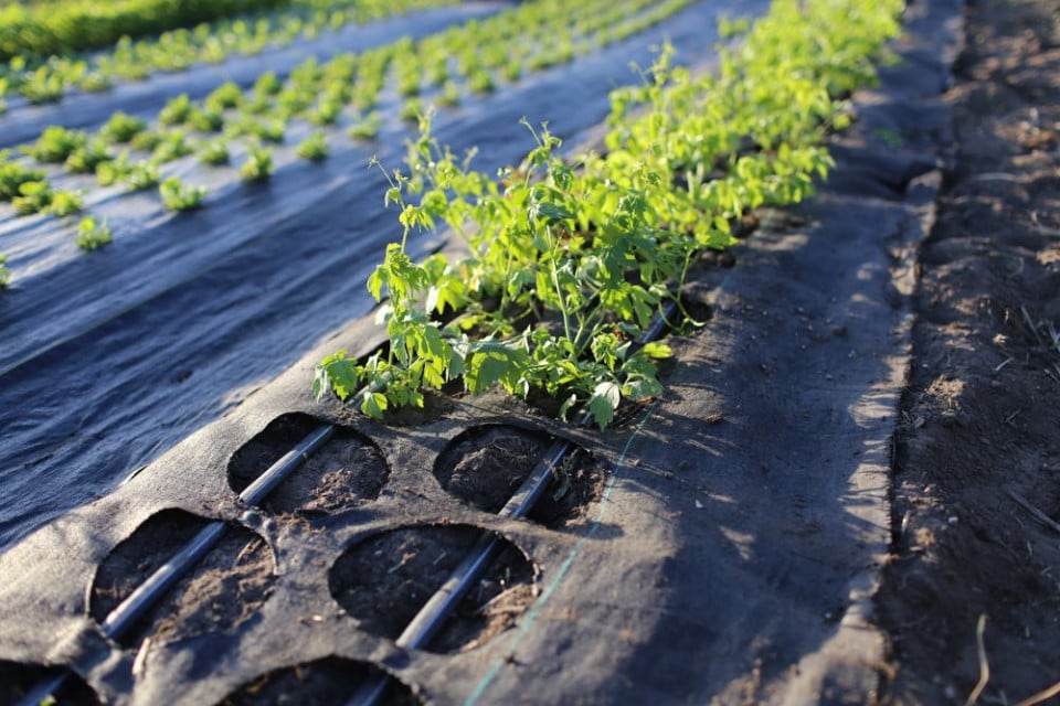 agrotextil-negru~1392 AGROTEXTIL NEGRU - imagine 1