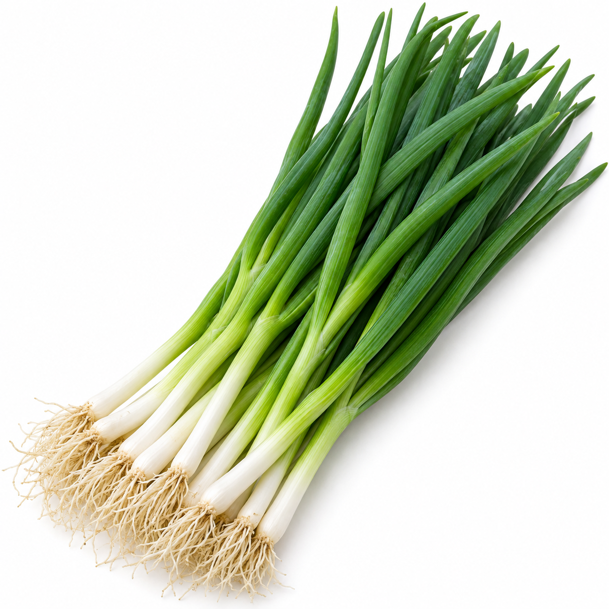 Fresh Totem Bunching Onion Bunch Semințe de ceapă verde Totem – Sakata - imagine 1